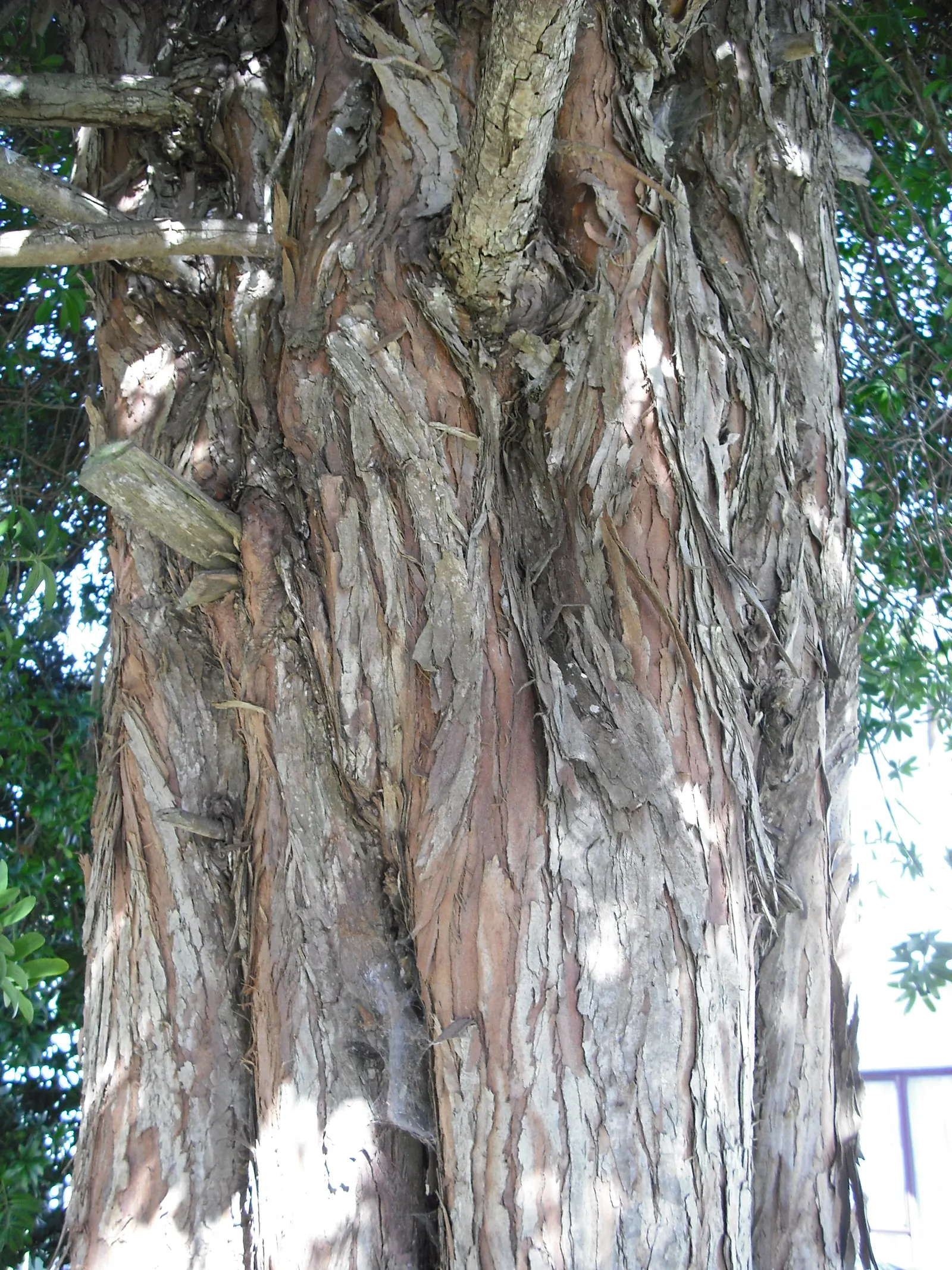 Yellowwood (Podocarpus Latifolius) — but young trees will benefit from consistent moisture