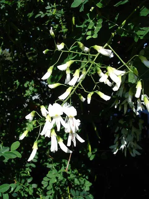 Yellowwood (Podocarpus Latifolius) — Mature specimens reach 20-30 feet high with a spread of 5-10 feet; these leaves are often around 2 to 4 inches long