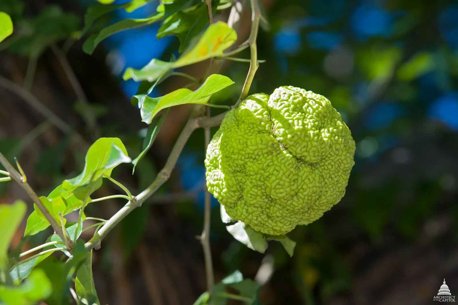 Yellowwood (Podocarpus Latifolius) — long-term addition to landscapes.<br><br>Blooming in the late spring to early summer