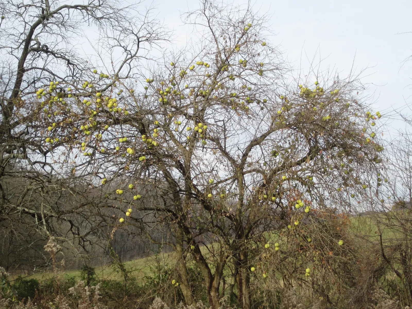 Yellowwood (Podocarpus Latifolius) — arranged spirally on the branches