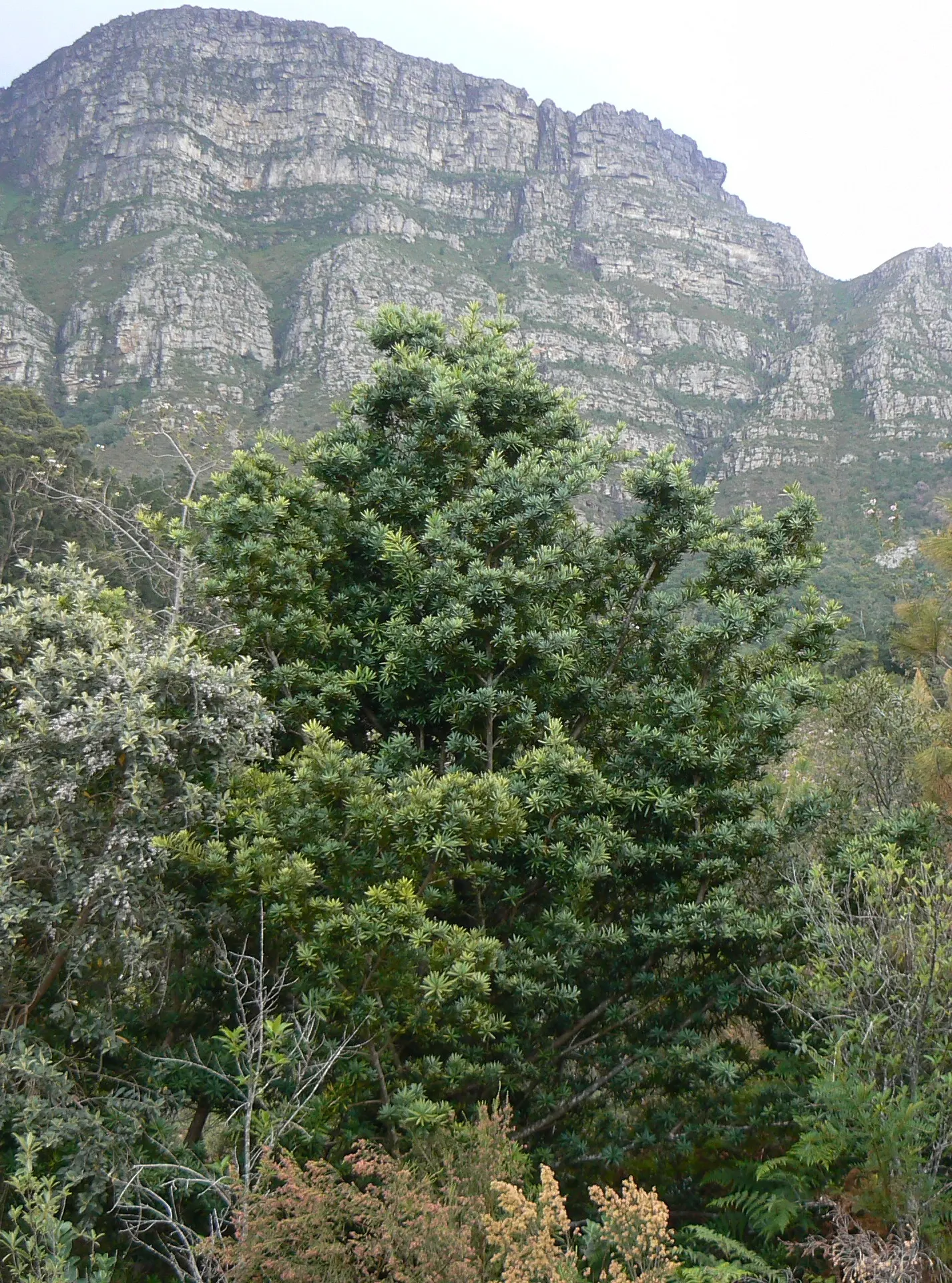 Yellowwood (Podocarpus Latifolius) — It demonstrates a remarkable tolerance to drought once established