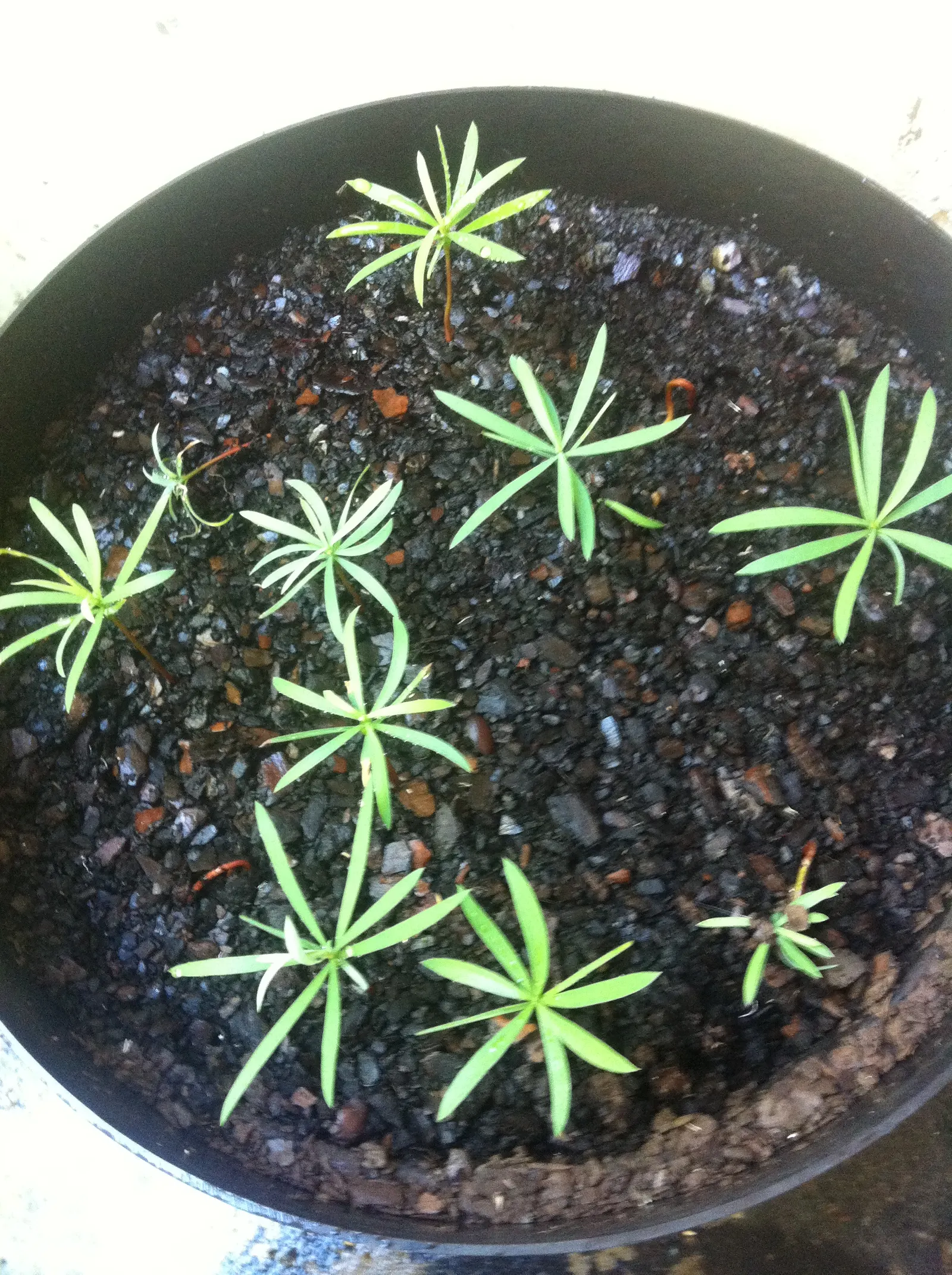 Yellowwood (Podocarpus Latifolius) — Its growth rate tends to be slow to moderate