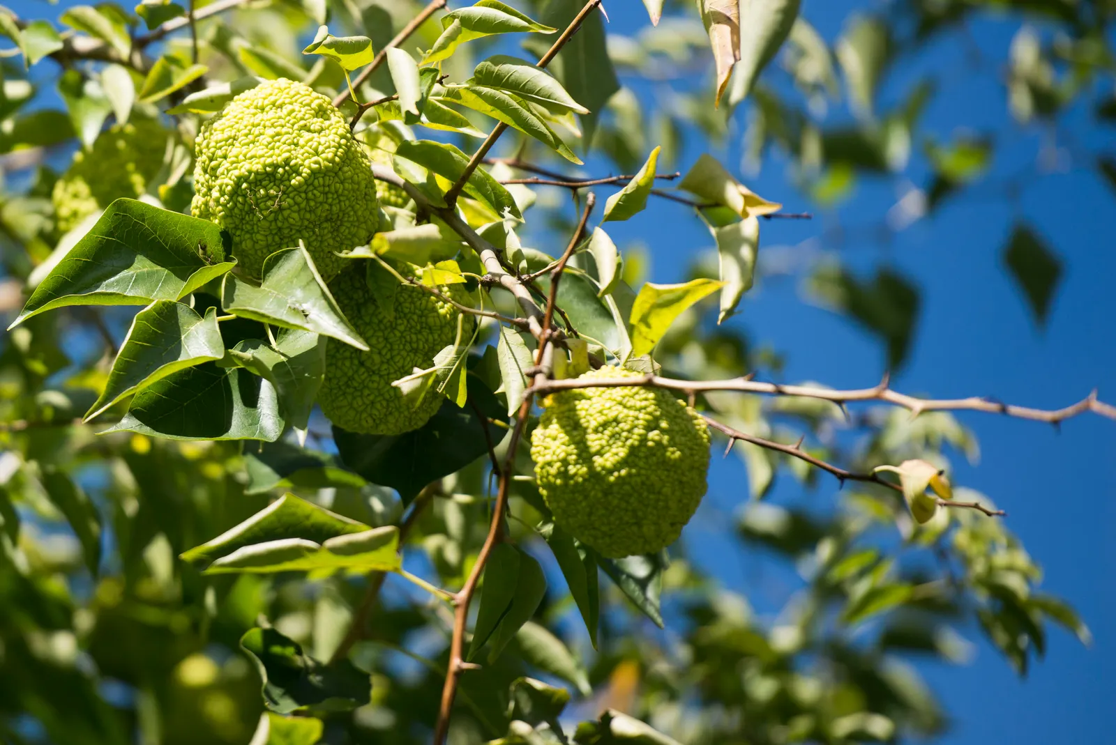 Yellowwood (Podocarpus Latifolius) — conifer / shrub / tree for full or half or shade