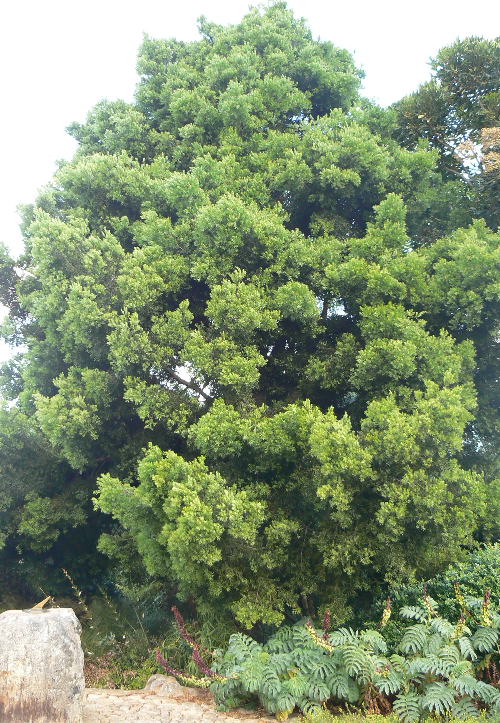 Yellowwood (Podocarpus Latifolius) — one that provides year-round visual appeal with minimal upkeep requirements