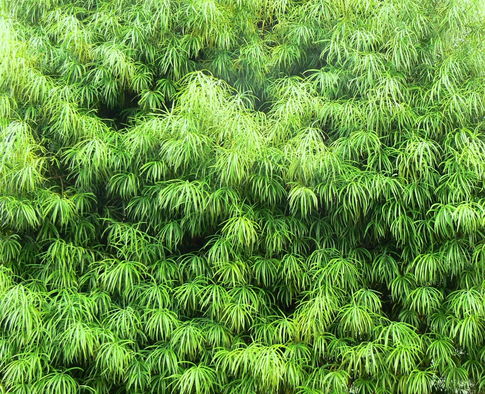 Yellowwood (Podocarpus Latifolius) — which attract a variety of bird species