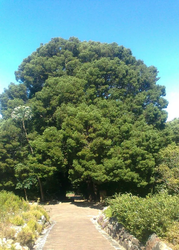 Yellowwood (Podocarpus Latifolius) — Podocarpus latifolius, commonly known as Yellowwood, is an elegant evergreen conifer ideal for ornamental use; hardy and