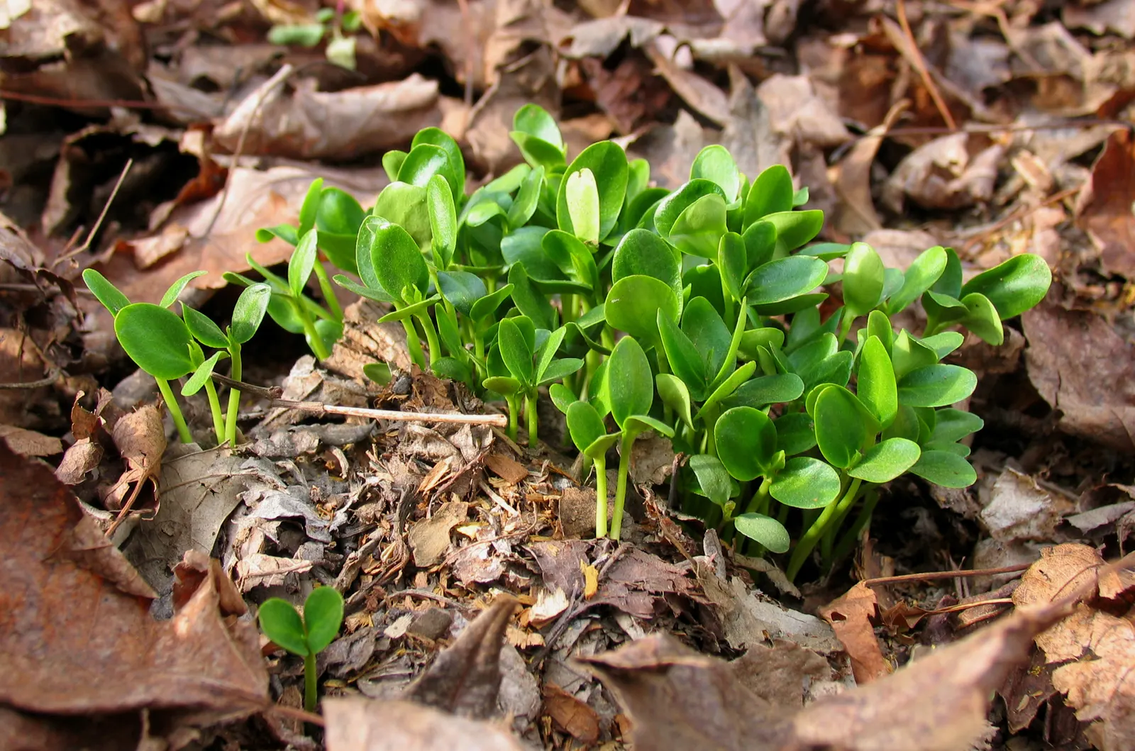 Yellowwood (Podocarpus Latifolius) — Revered for its elegant stature and refined foliage