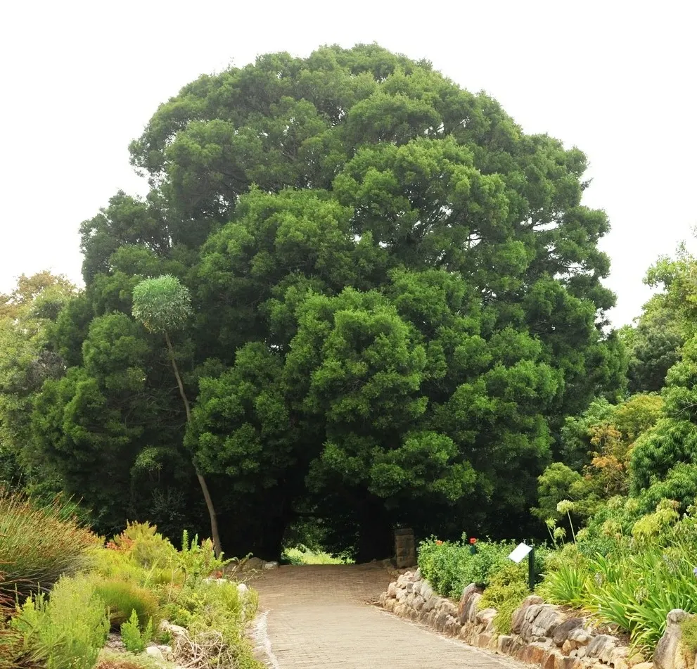 Yellowwood (Podocarpus Latifolius) — adding ecological value to the environment.<br><br>For optimal growth