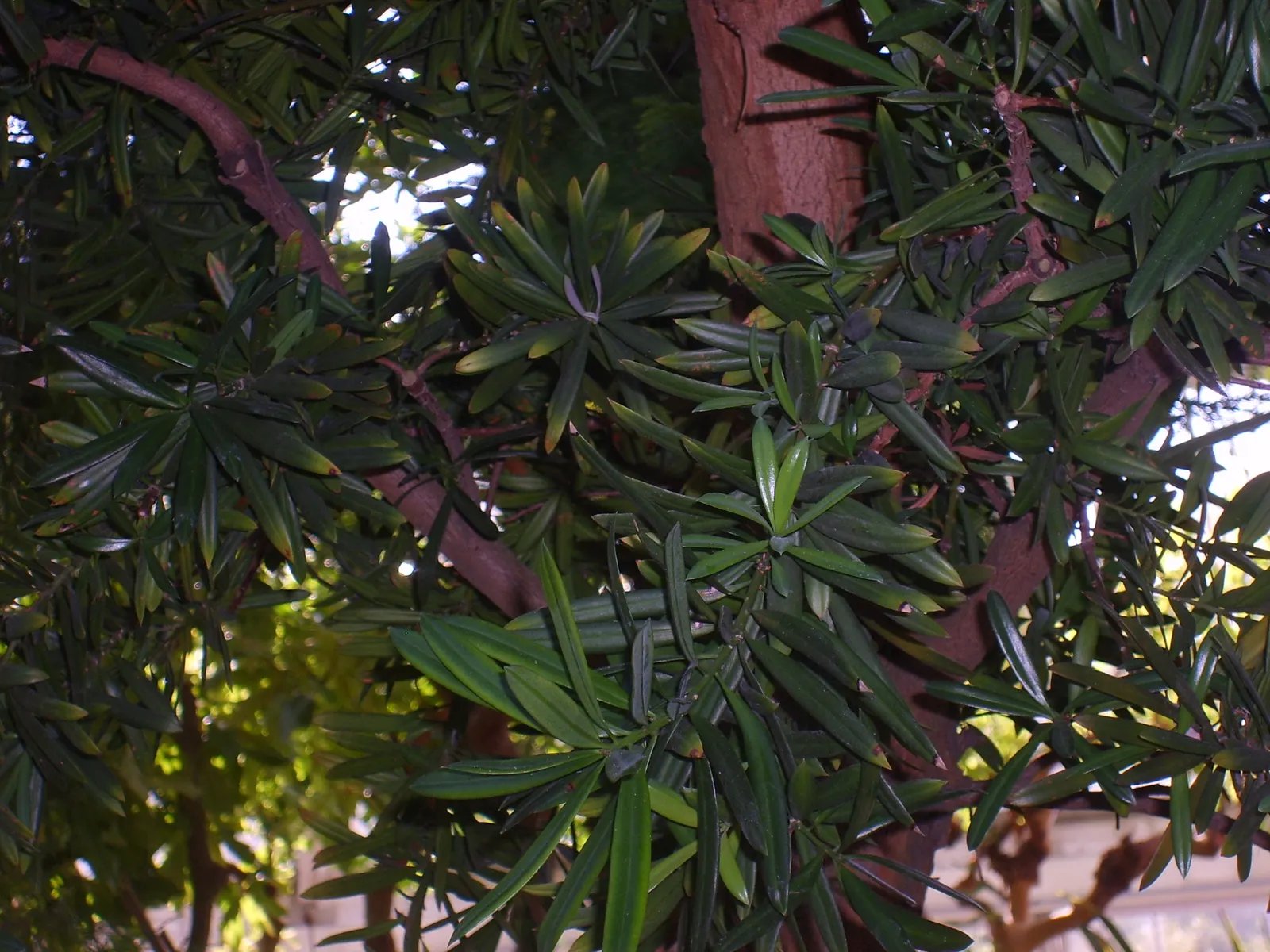 Yellowwood (Podocarpus Latifolius) — long-term addition to landscapes.<br><br>Blooming in the late spring to early summer; it can be pruned to, image 68