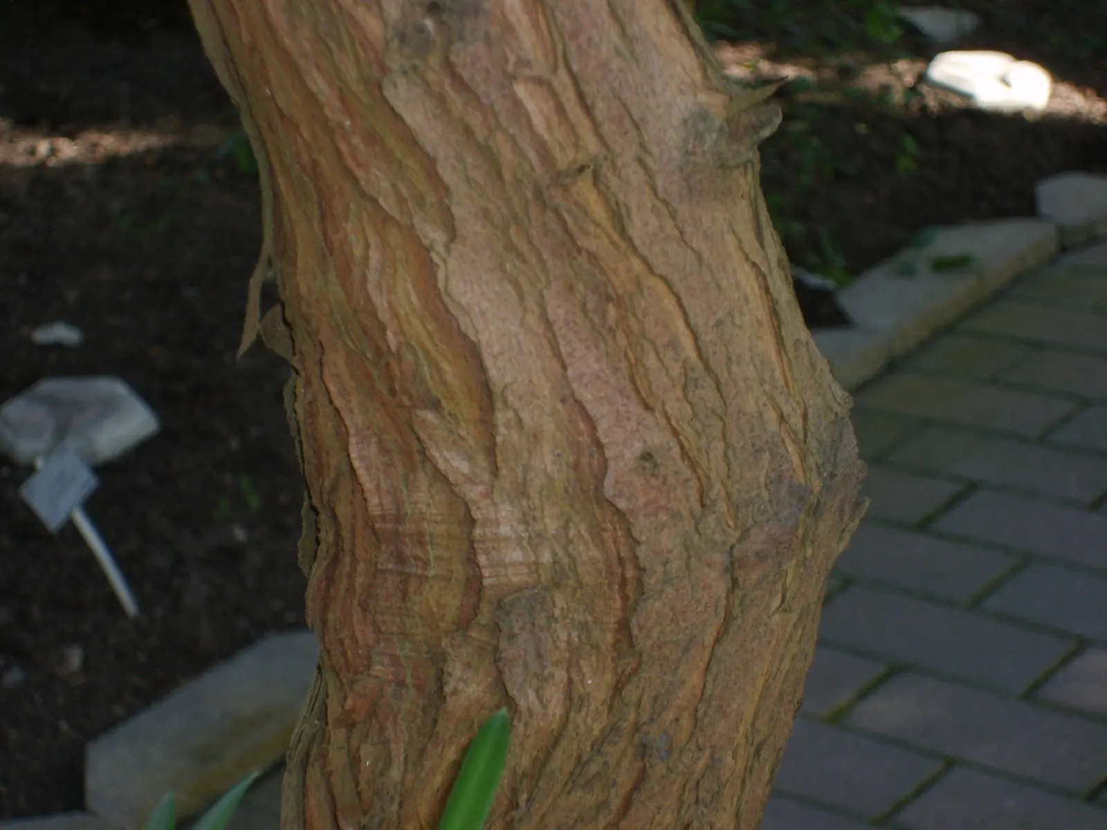 Yellowwood (Podocarpus Latifolius) — arranged spirally on the branches; its leathery, dark green leaves and dense, pyramidal form provide, image 64