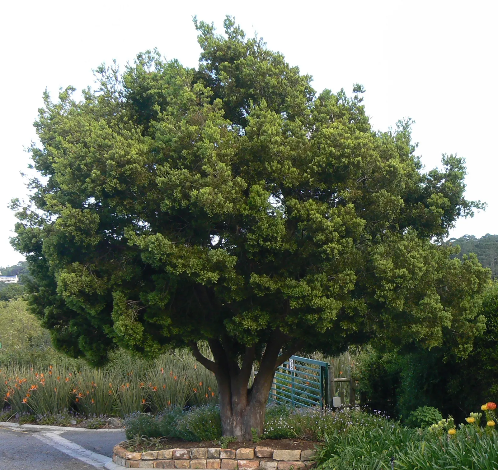 Yellowwood (Podocarpus Latifolius) — lending a soft texture to its overall appearance