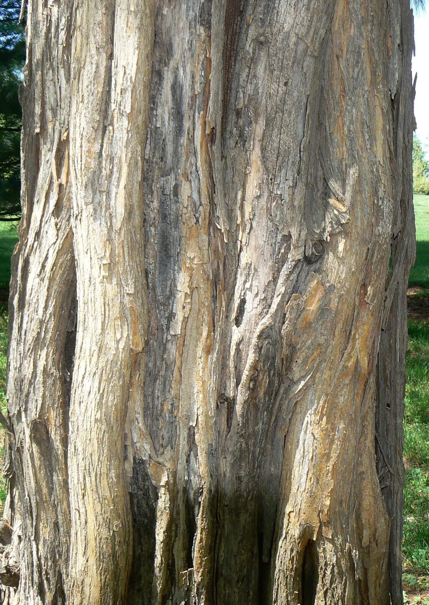 Yellowwood (Podocarpus Latifolius) — Podocarpus latifolius, commonly known as Yellowwood, is an elegant evergreen conifer ideal for ornamental use