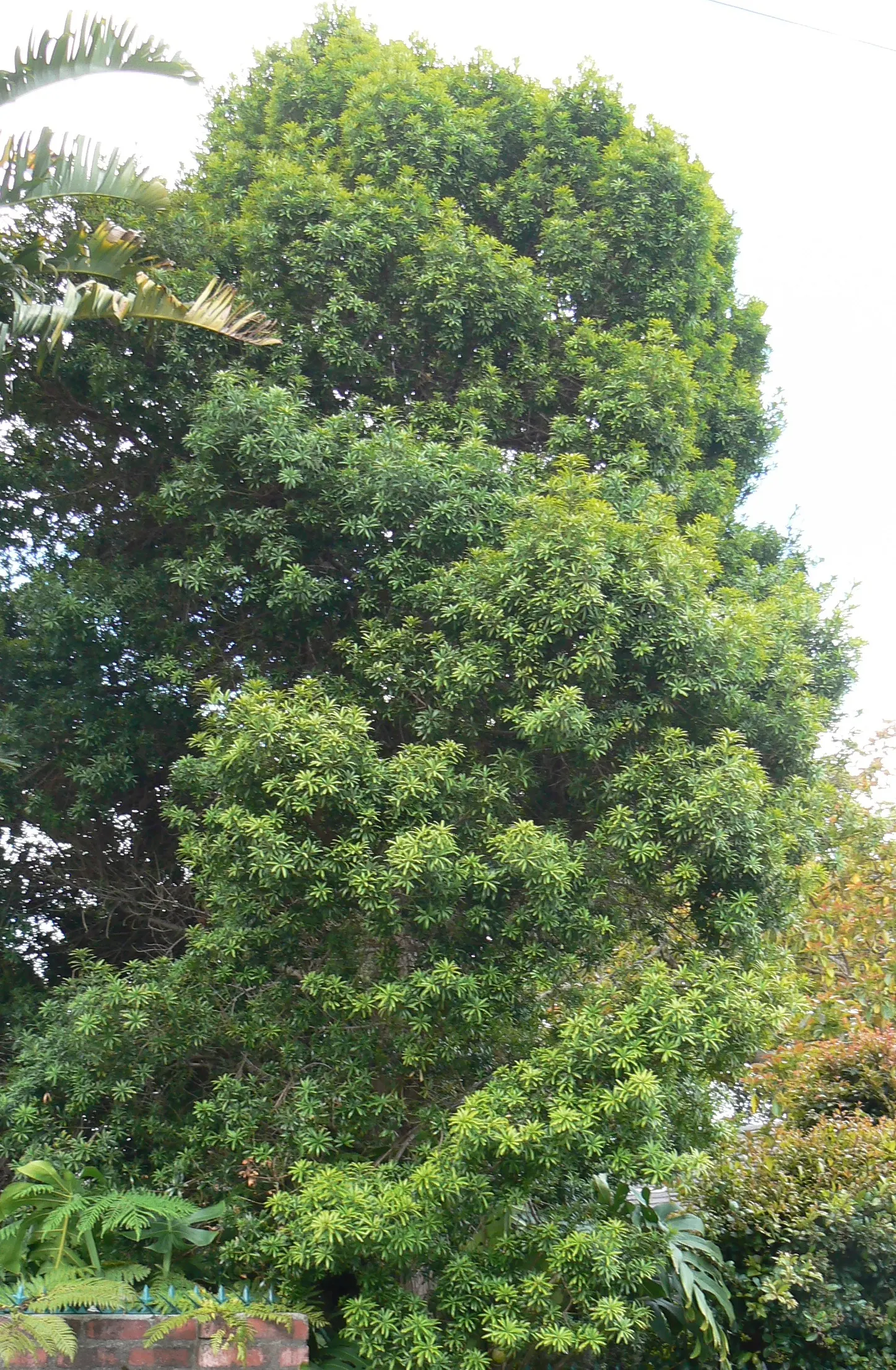 Yellowwood (Podocarpus Latifolius) — These leaves are often around 2 to 4 inches long; it demonstrates a remarkable tolerance to drought once, image 63