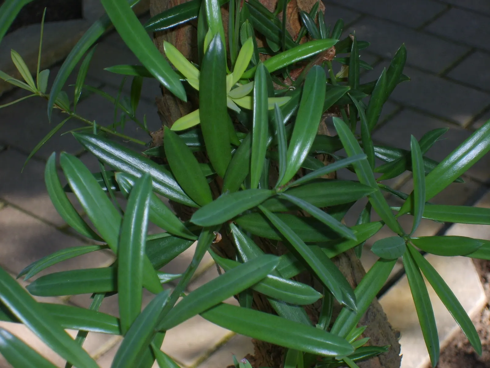 Yellowwood (Podocarpus Latifolius) — indicating a preferential choice for designers seeking a low-maintenance; it is cold-hardy to around 30°F, image 67