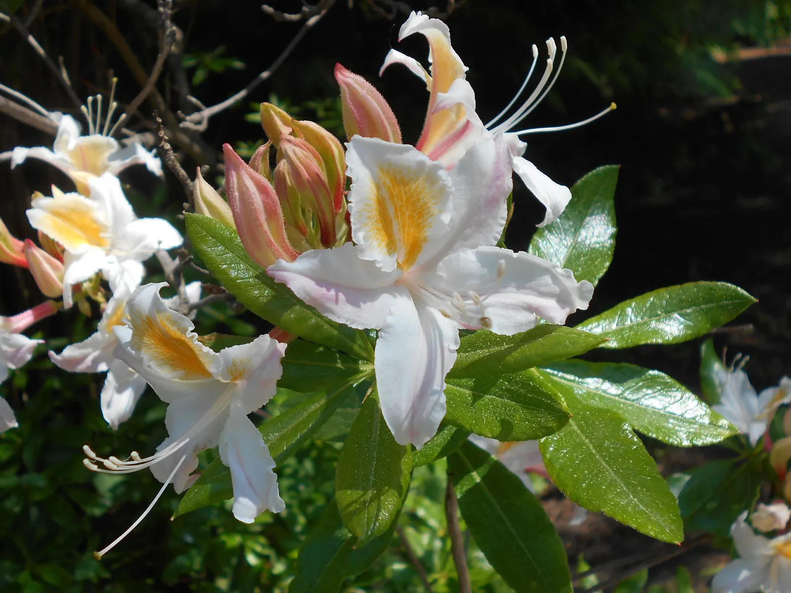 Western Azalea (Rhododendron Occidentale) — consider its moderate growth rate and potential width