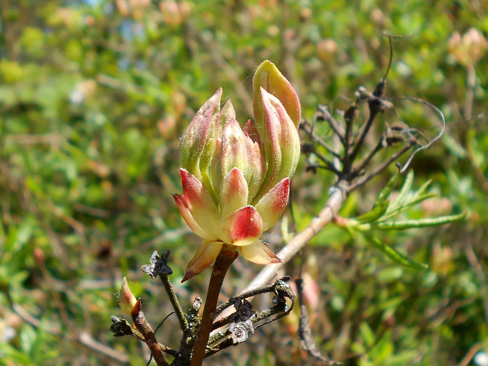 Western Azalea (Rhododendron Occidentale) — this azalea species is sure to be a cherished element of any temperate garden scheme