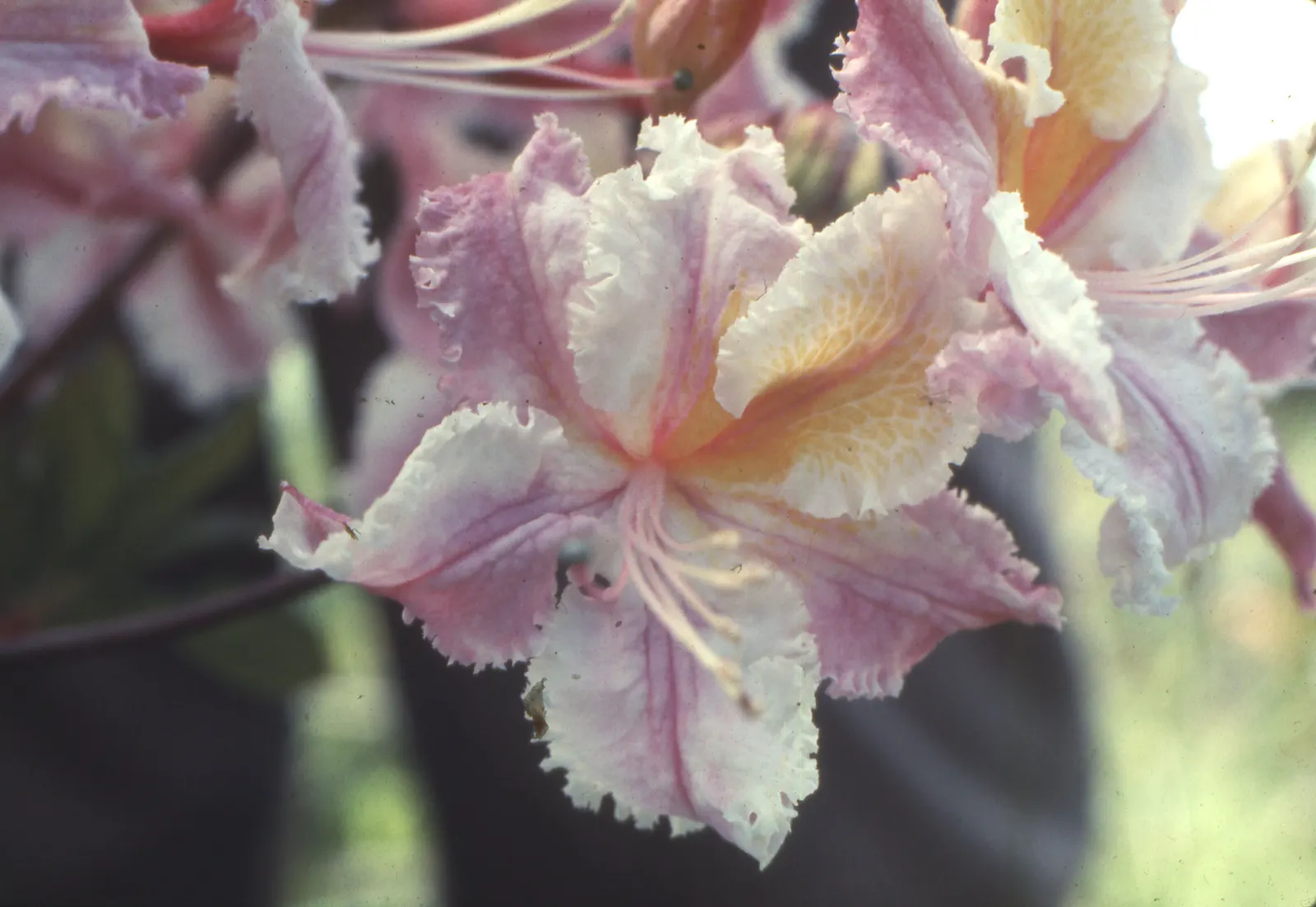 Western Azalea (Rhododendron Occidentale) — requiring partial shade and moist; the Western Azalea typically reaches an average height of 5 to 8 feet with a