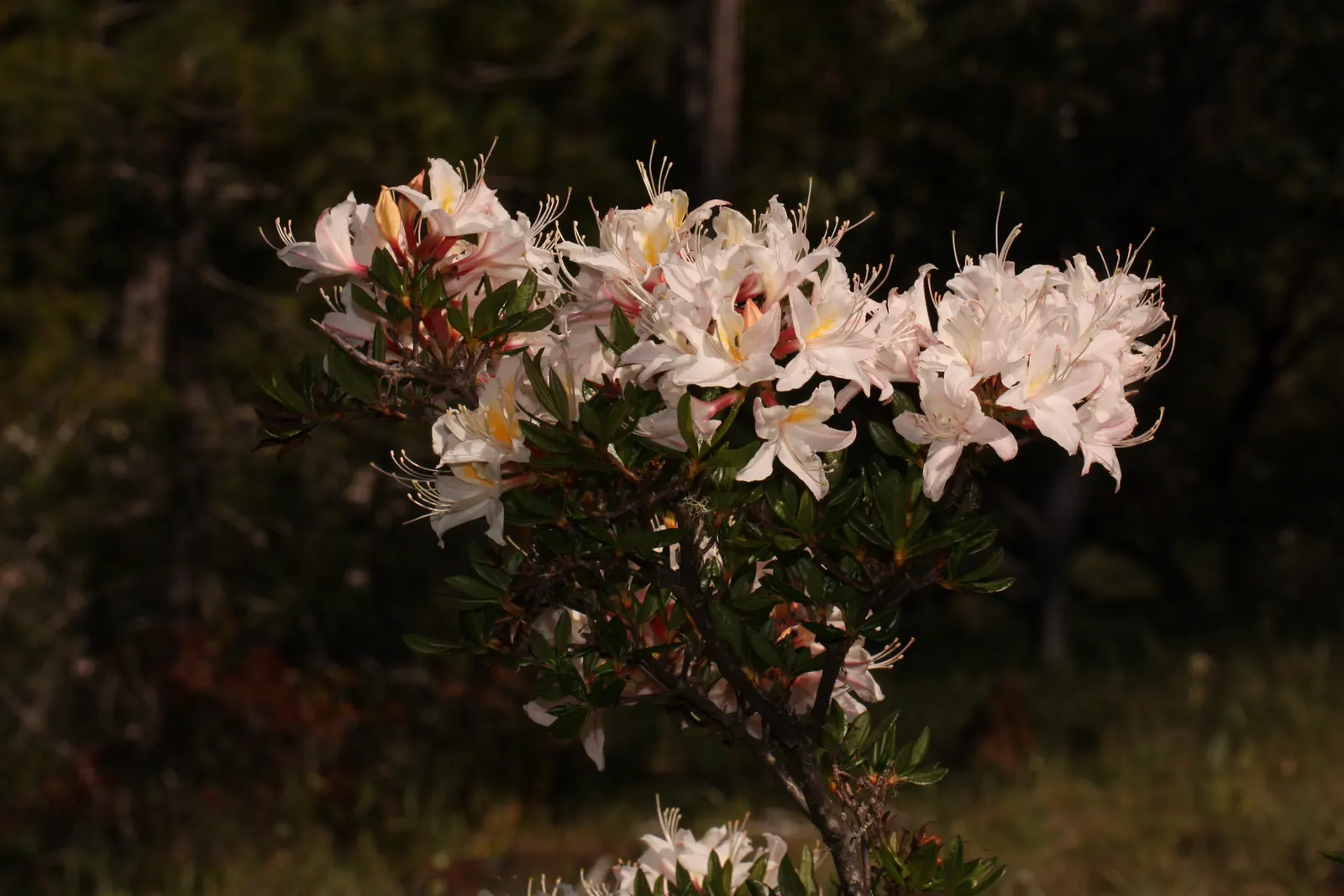Western Azalea (Rhododendron Occidentale) — Flowers attract pollinators, with peak bloom time in May-June; some shade during the peak afternoon hours helps