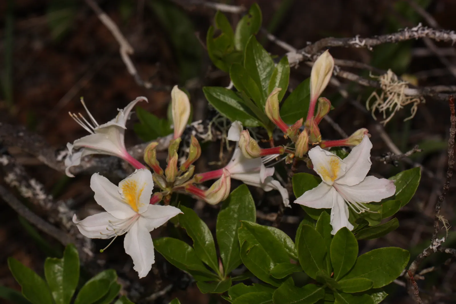 Western Azalea (Rhododendron Occidentale) — requiring partial shade and moist