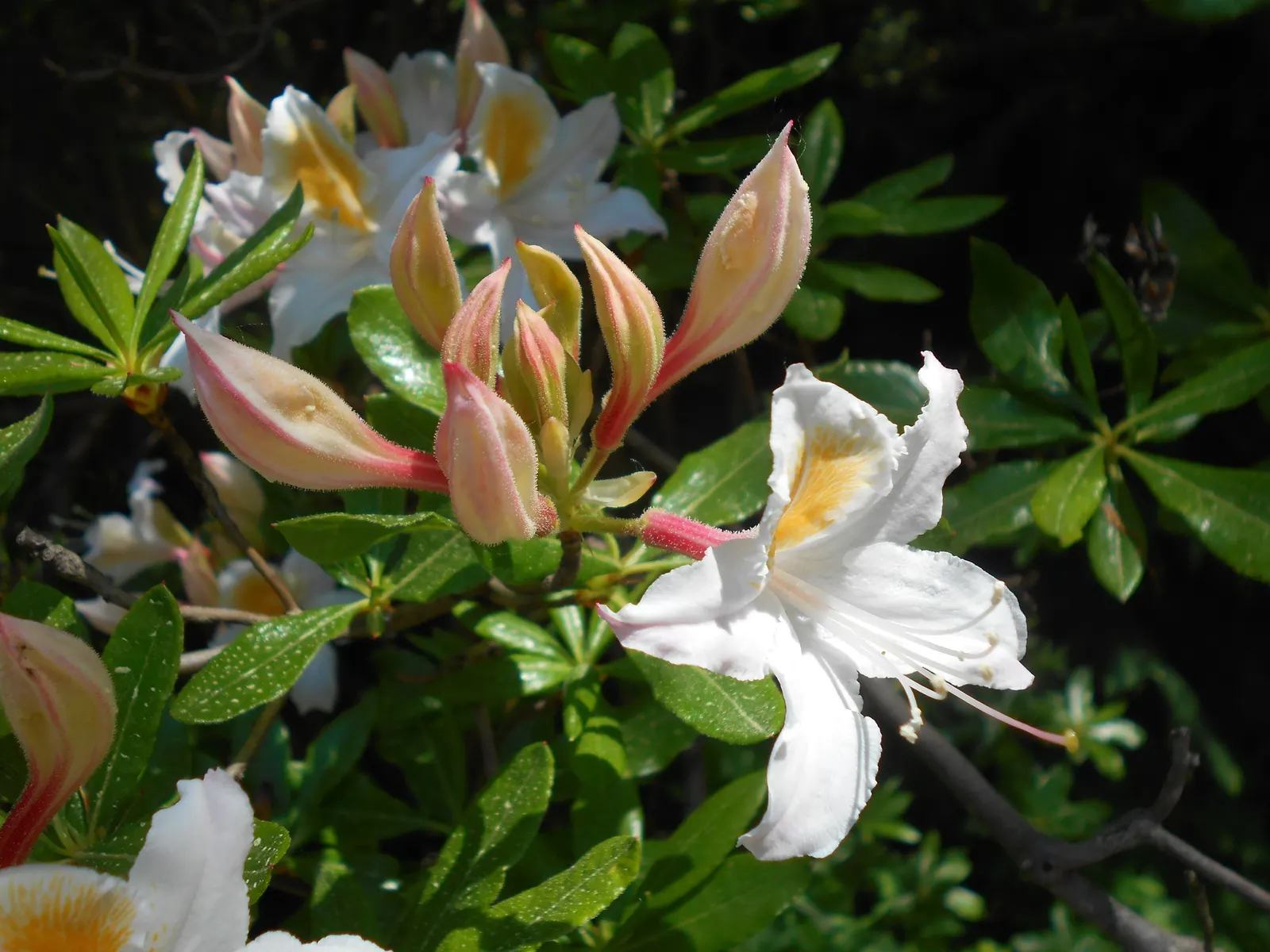 Western Azalea (Rhododendron Occidentale) — the Western Azalea typically reaches an average height of 5 to 8 feet with a comparable spread; when designing with
