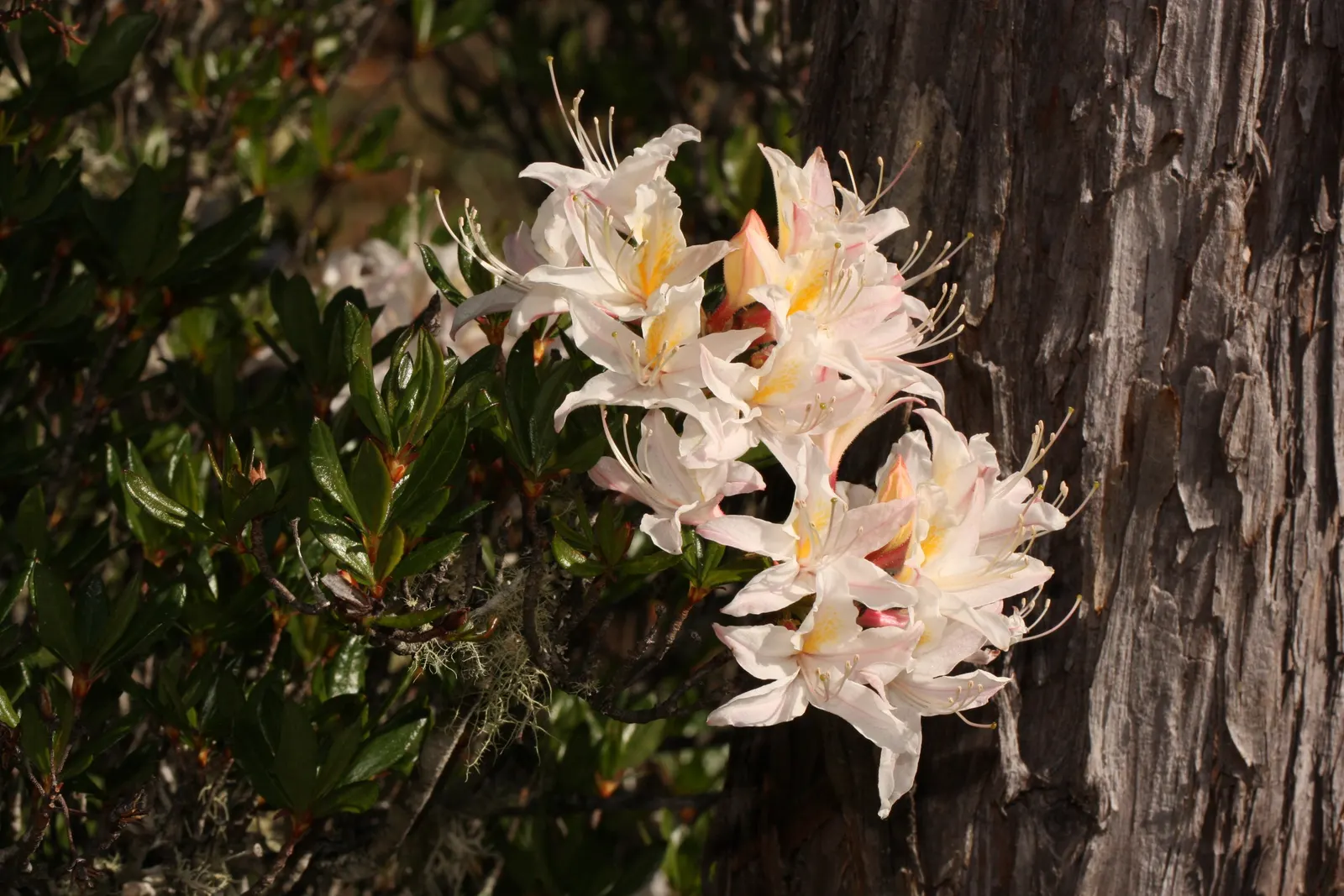 Western Azalea (Rhododendron Occidentale) — Rhododendron occidentale prefers well-drained; consider its moderate growth rate and potential width