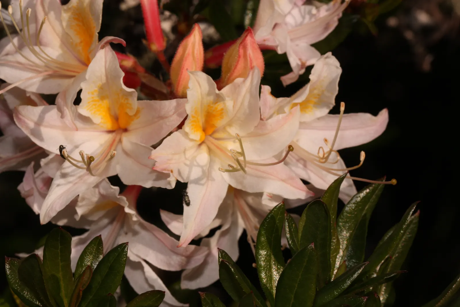Western Azalea (Rhododendron Occidentale) — This deciduous shrub matures to 5-9 feet tall and 4-6 feet wide; although in excessively hot areas