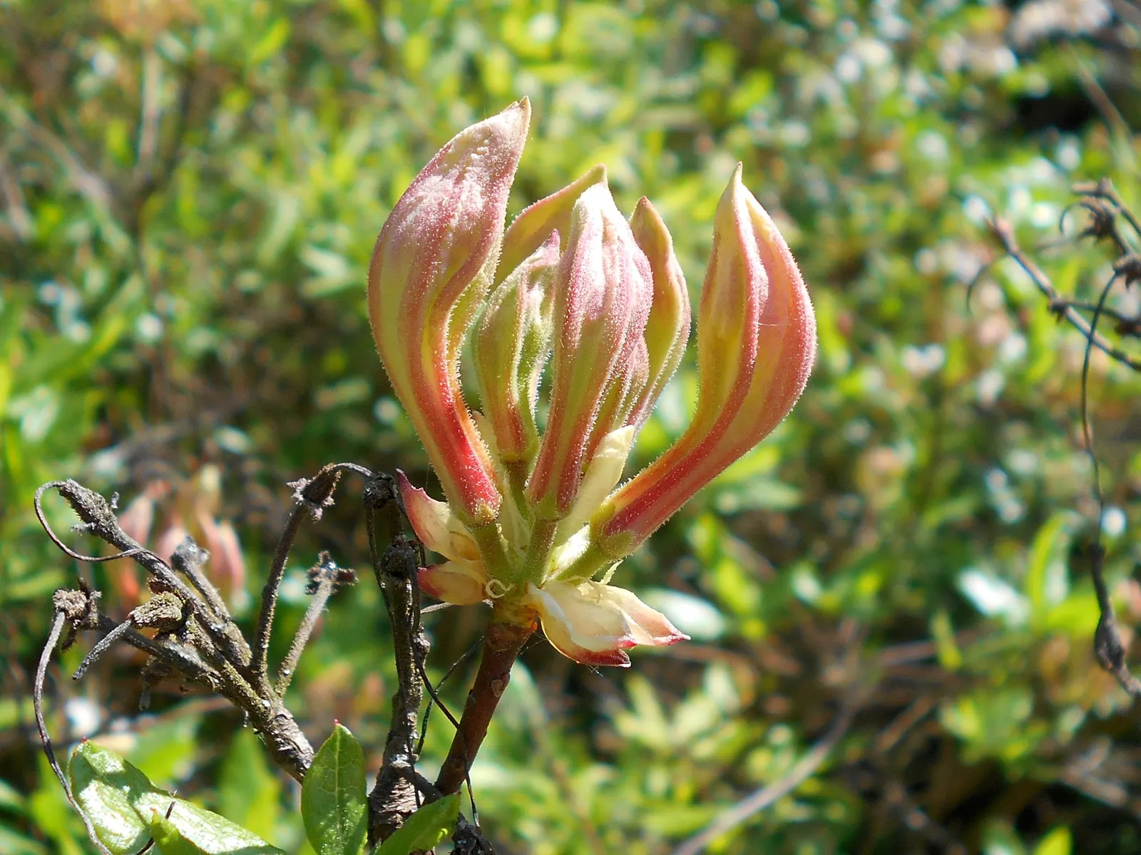 Western Azalea (Rhododendron Occidentale) — These vibrant blooms are a vivid draw for pollinators; flowers attract pollinators, with peak bloom time in May-June