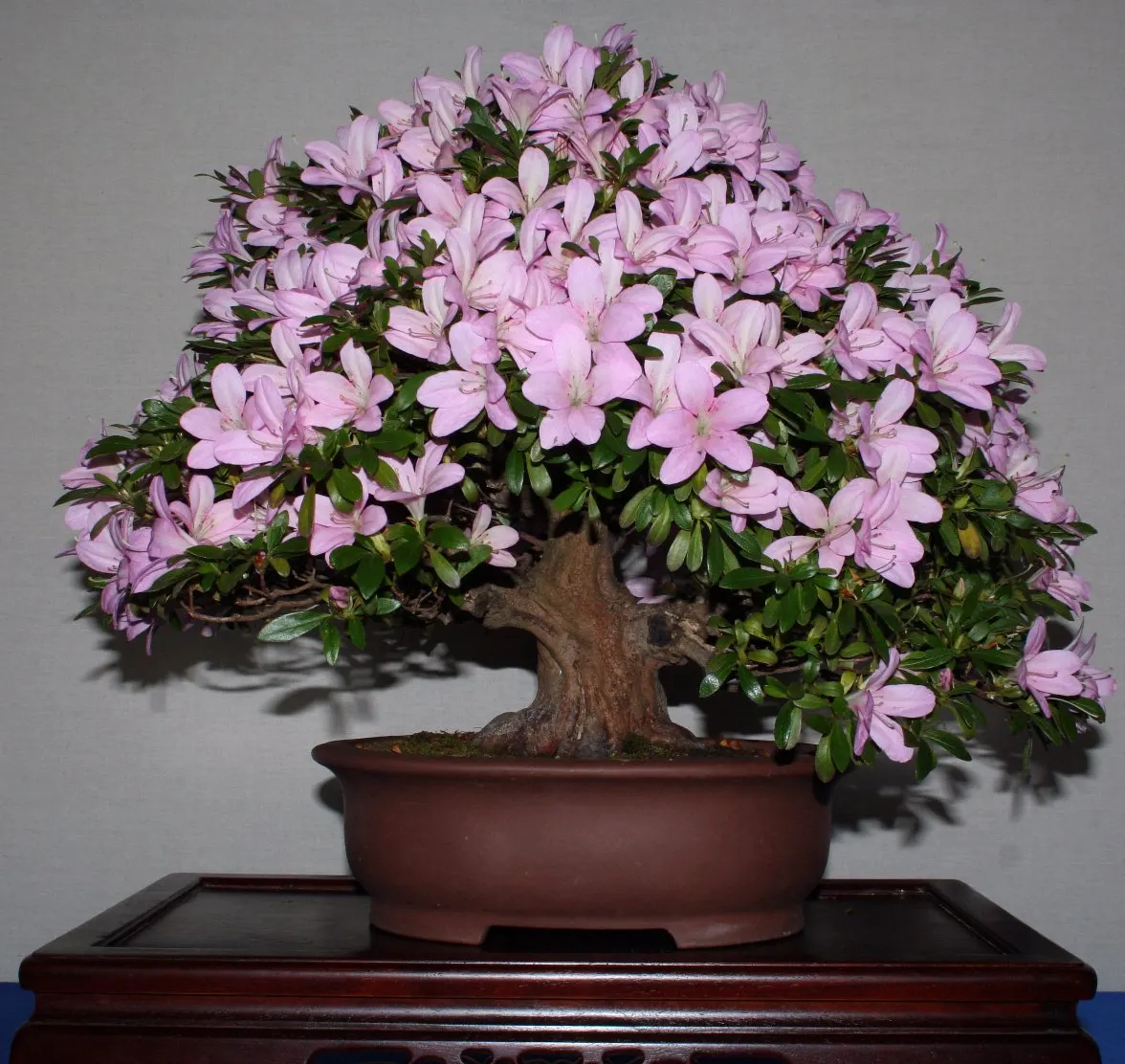 Western Azalea (Rhododendron Occidentale) — enhancing the ecological value of your garden.<br><br>For optimal growth, image 41