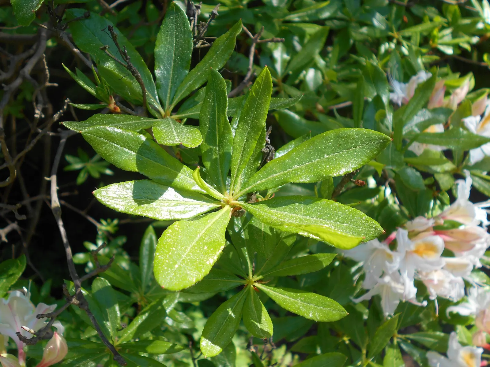 Western Azalea (Rhododendron Occidentale) — Western Azalea (Rhododendron occidentale) thrives in USDA zones 7-9