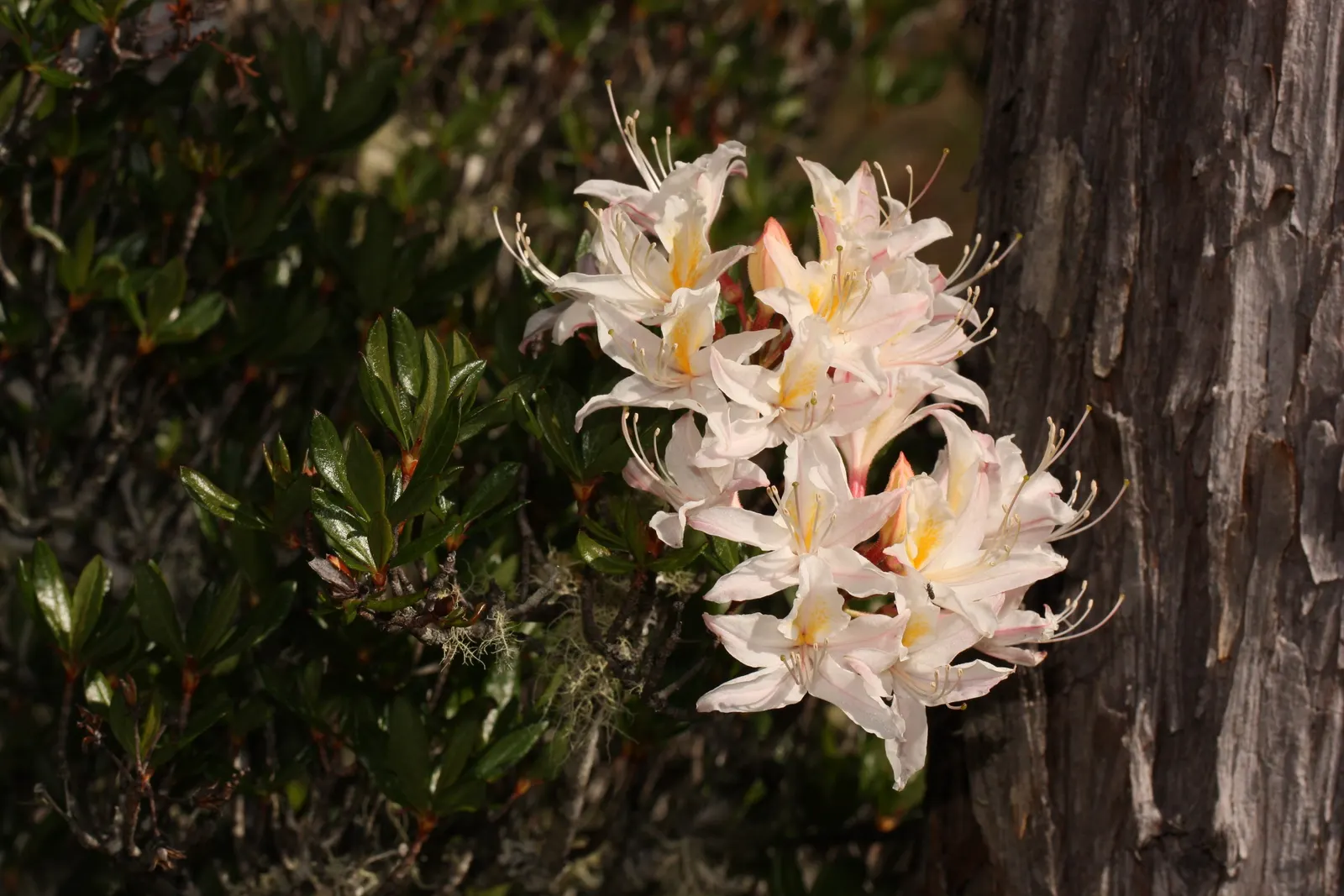Western Azalea (Rhododendron Occidentale) — Hardy in USDA zones 7 through 9