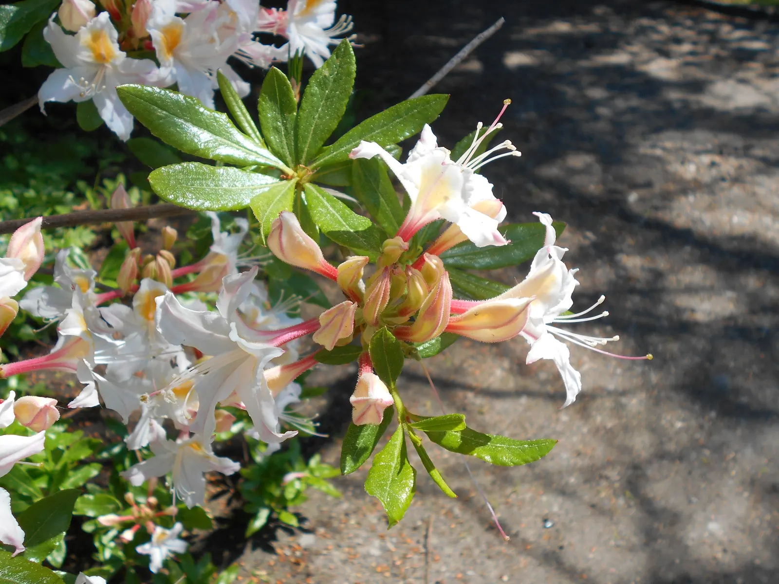 Western Azalea (Rhododendron Occidentale) — Ensure ample space for proper air circulation