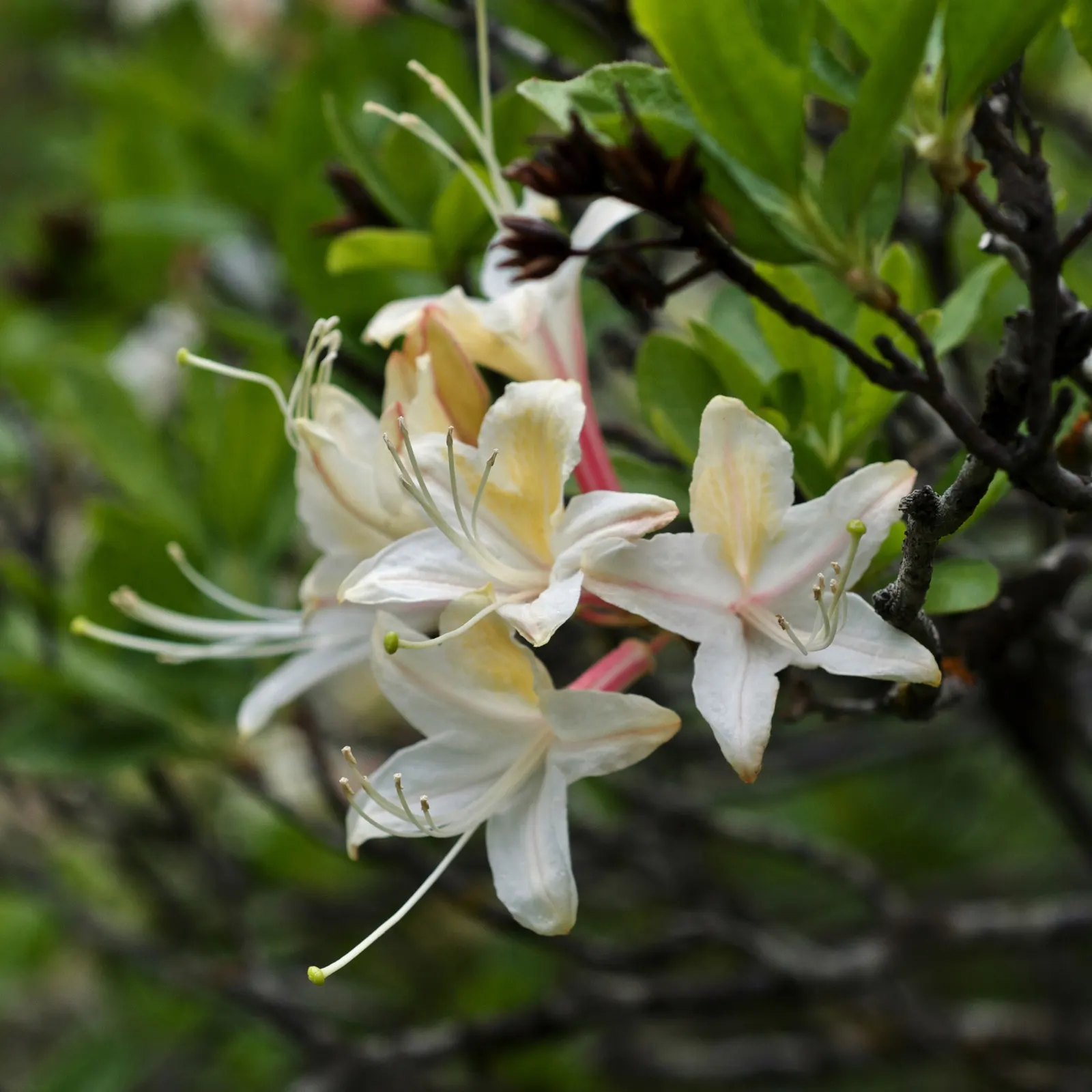 Western Azalea (Rhododendron Occidentale) — Native to the western coastal regions of North America
