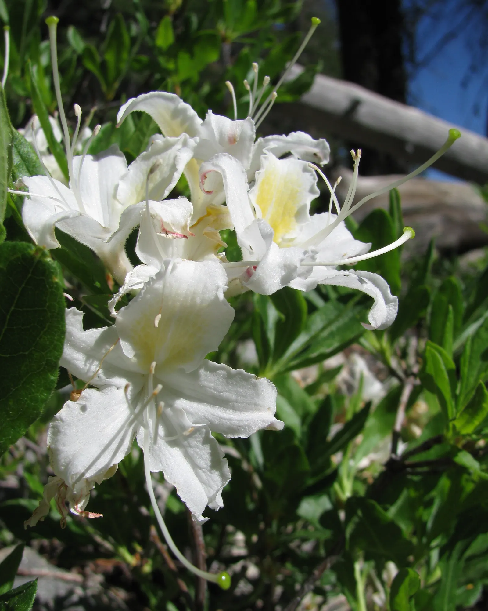 Western Azalea (Rhododendron Occidentale) — acidic soils with consistent moisture