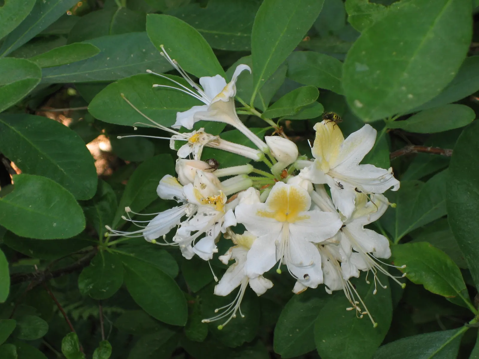 Western Azalea (Rhododendron Occidentale) — Native to the western coastal regions of North America; these vibrant blooms are a vivid draw for pollinators