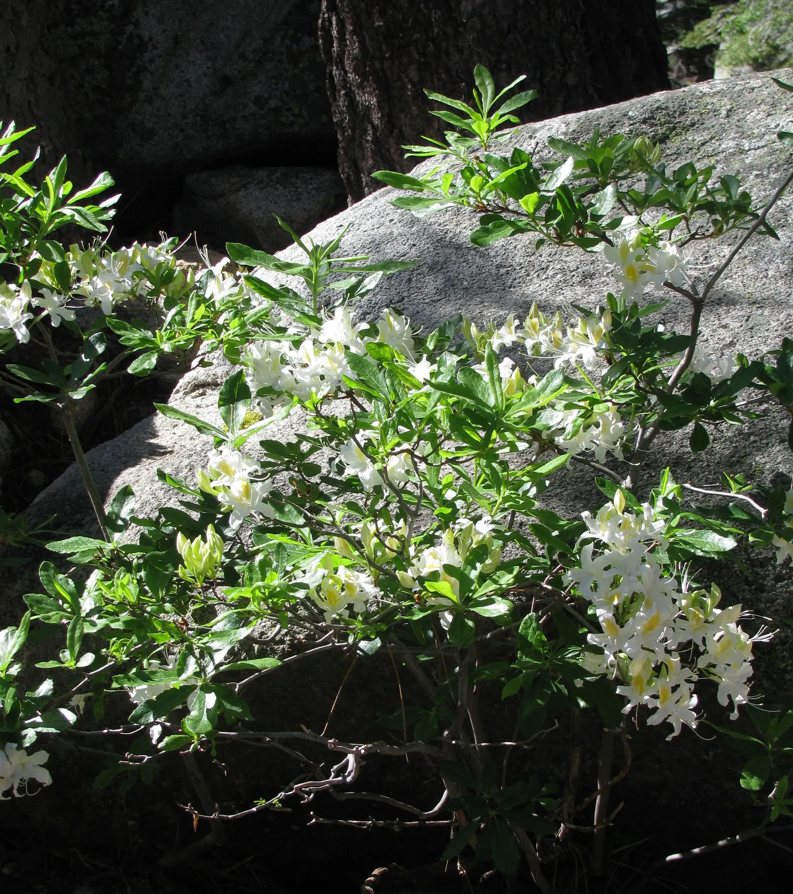 Western Azalea (Rhododendron Occidentale) — When designing with this plant