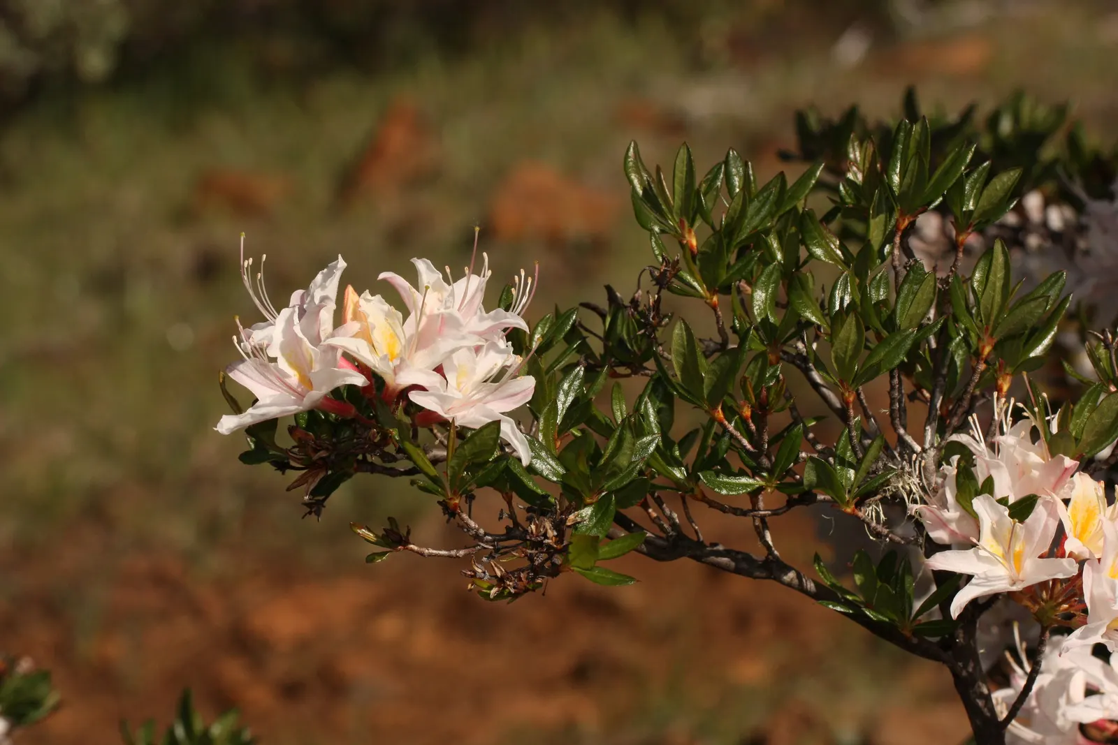 Western Azalea (Rhododendron Occidentale) — green leaves provide a pleasing backdrop for other garden features the rest of the year