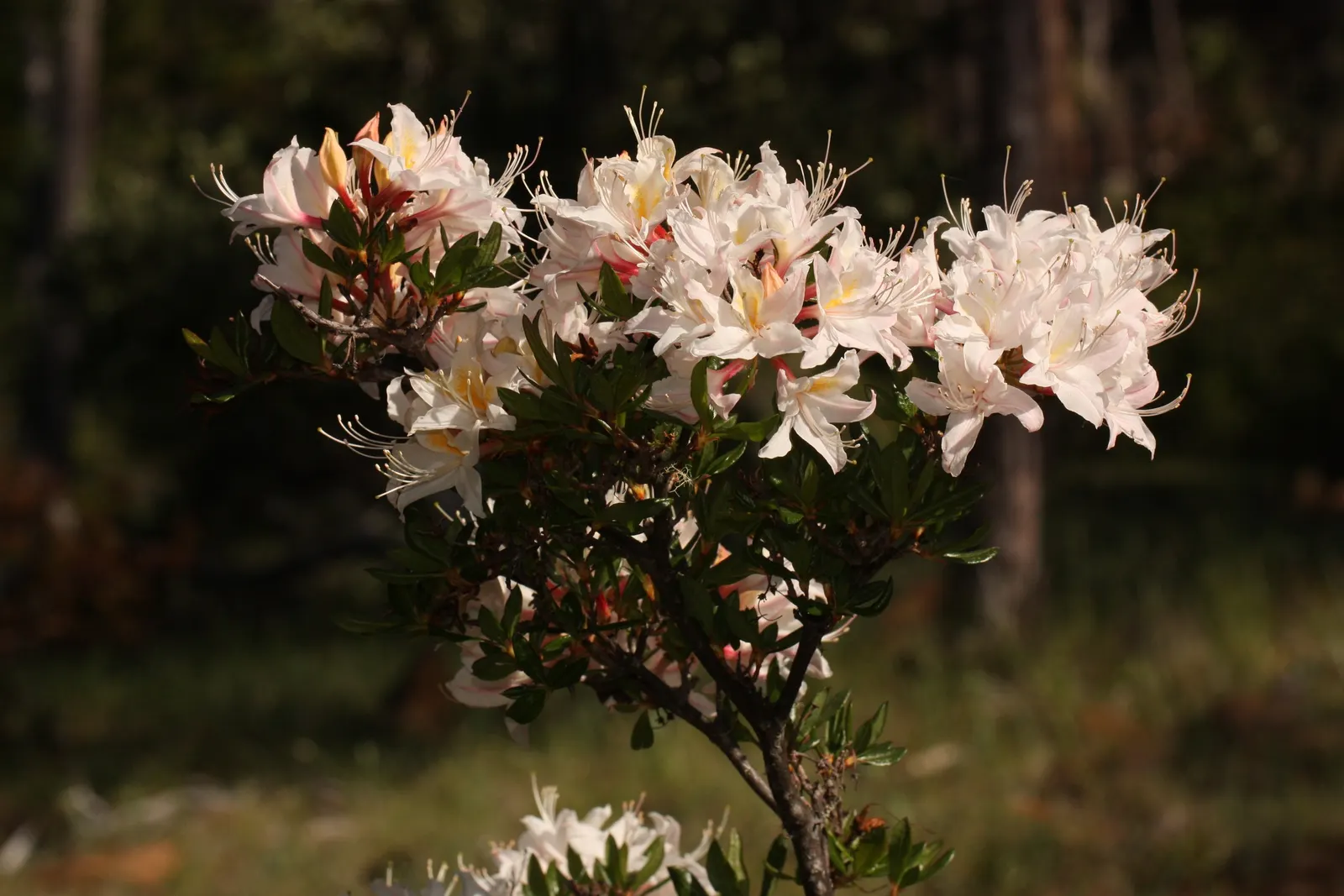 Western Azalea (Rhododendron Occidentale) — showy white to pink flowers with yellow blotches in spring