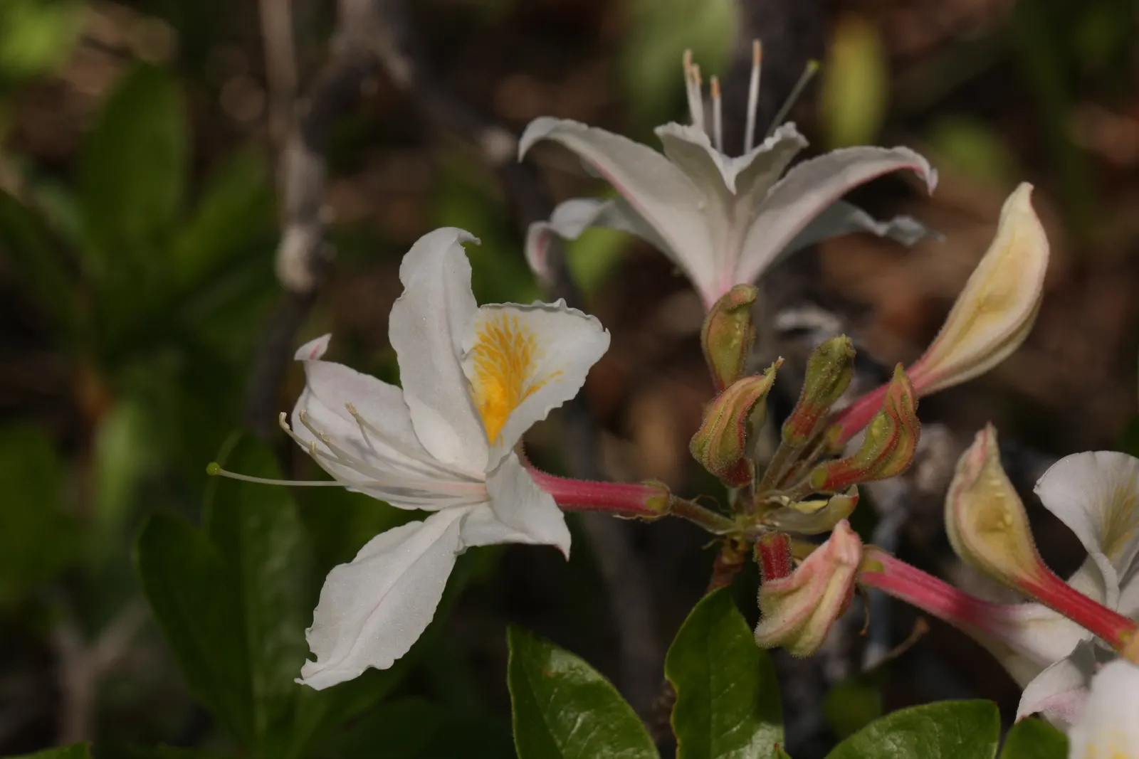 Western Azalea (Rhododendron Occidentale) — showcasing an impressive display of fragrant flowers; shrub for half or shade