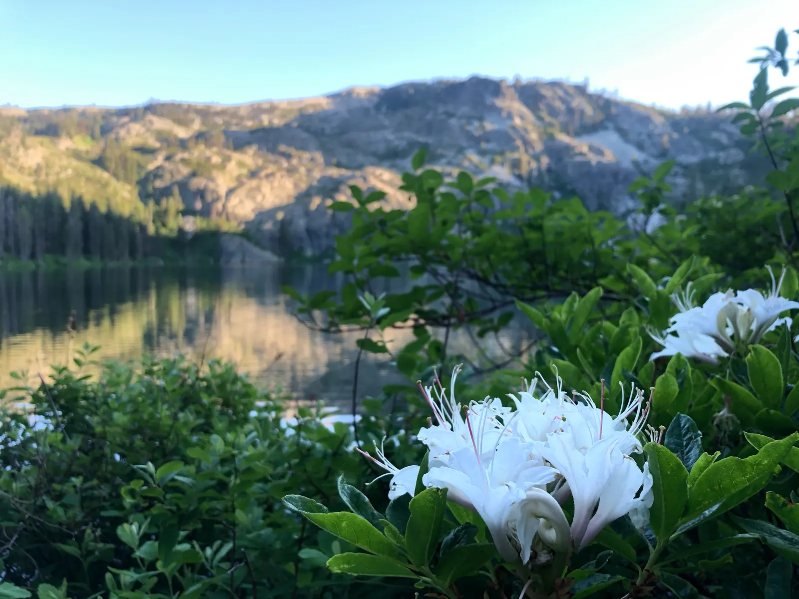Western Azalea (Rhododendron Occidentale) — Incorporate into woodland gardens or as a focal point, image 32