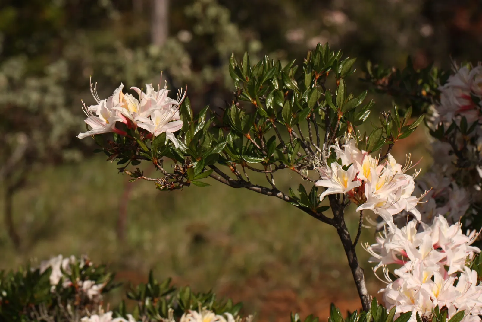 Western Azalea (Rhododendron Occidentale) — shrub for half or shade