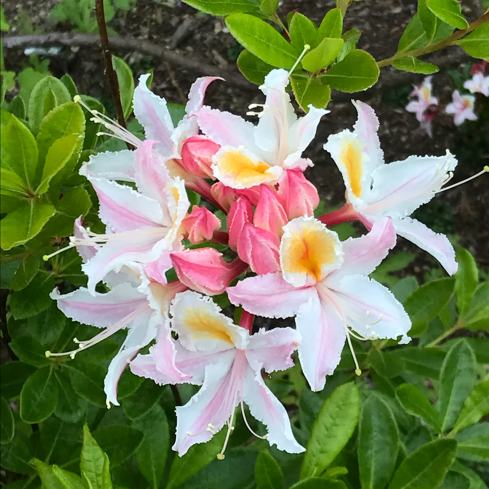 Western Azalea (Rhododendron Occidentale) — white flowers in the garden