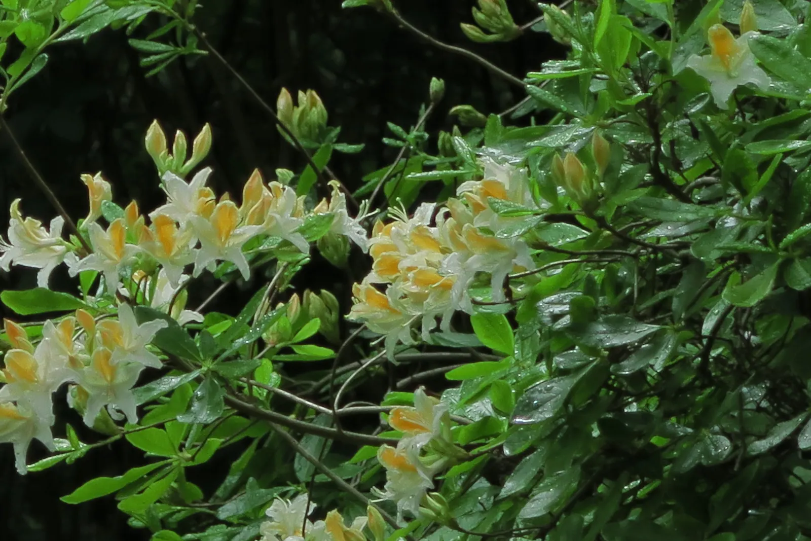 Western Azalea (Rhododendron Occidentale) — Incorporate into woodland gardens or as a focal point