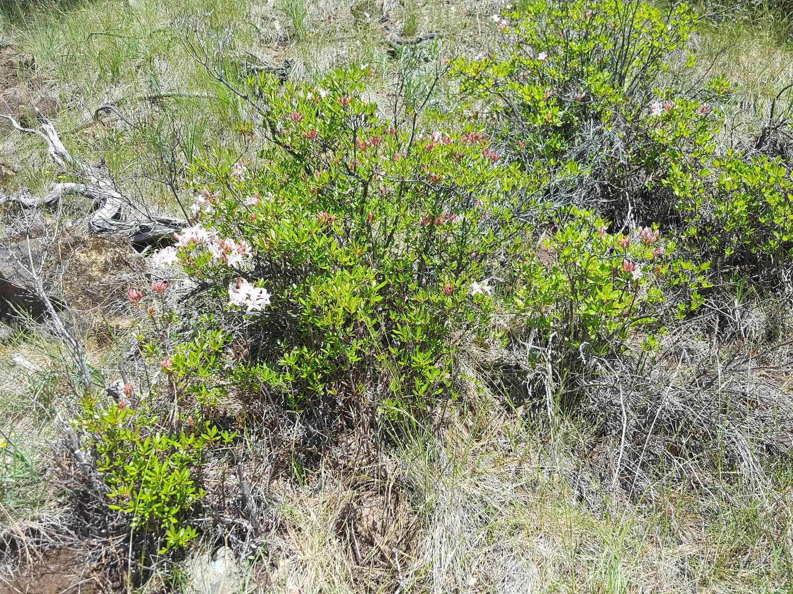 Western Azalea (Rhododendron Occidentale) — shrub with white blooms