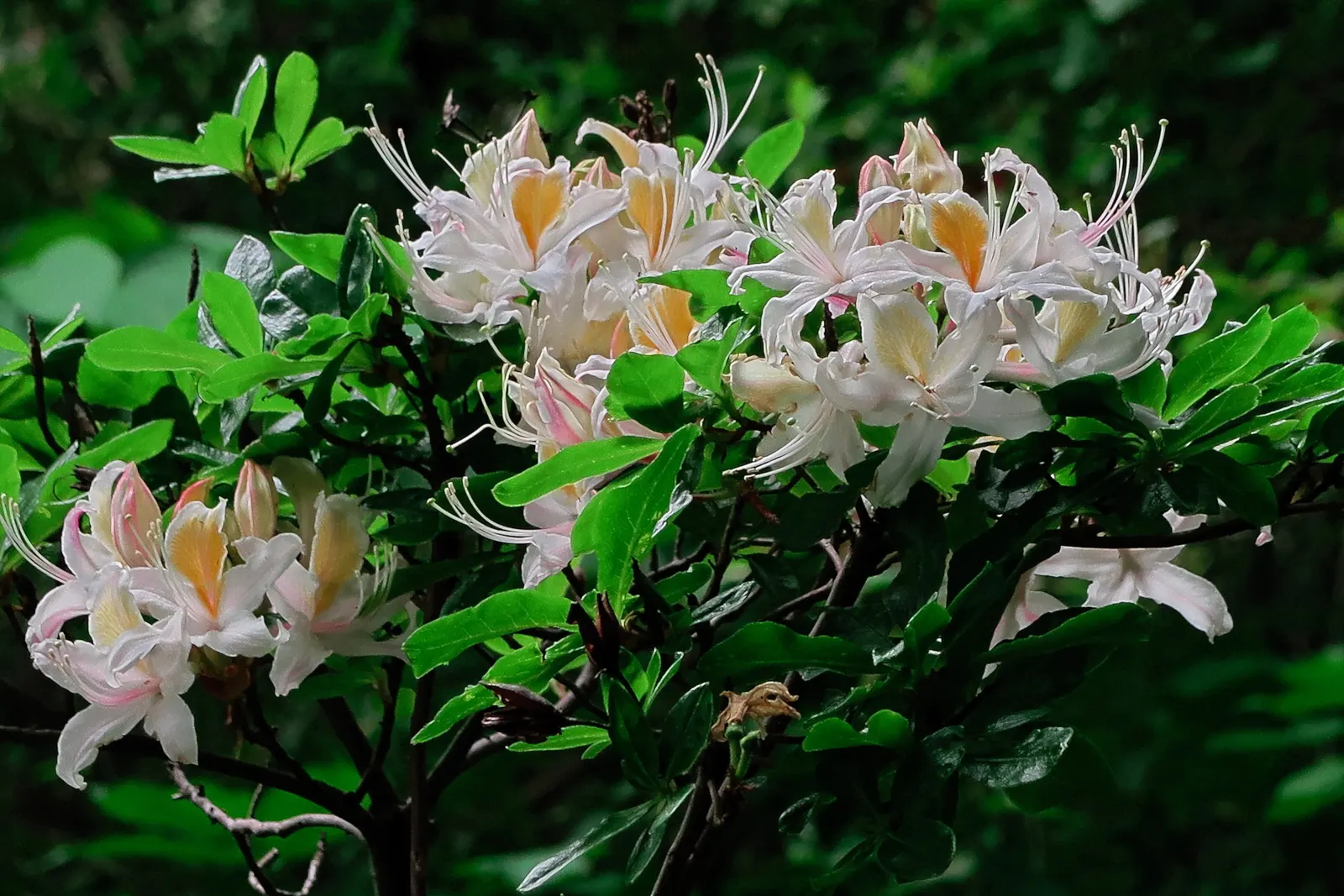 Western Azalea (Rhododendron Occidentale) — Flowers attract pollinators, with peak bloom time in May-June