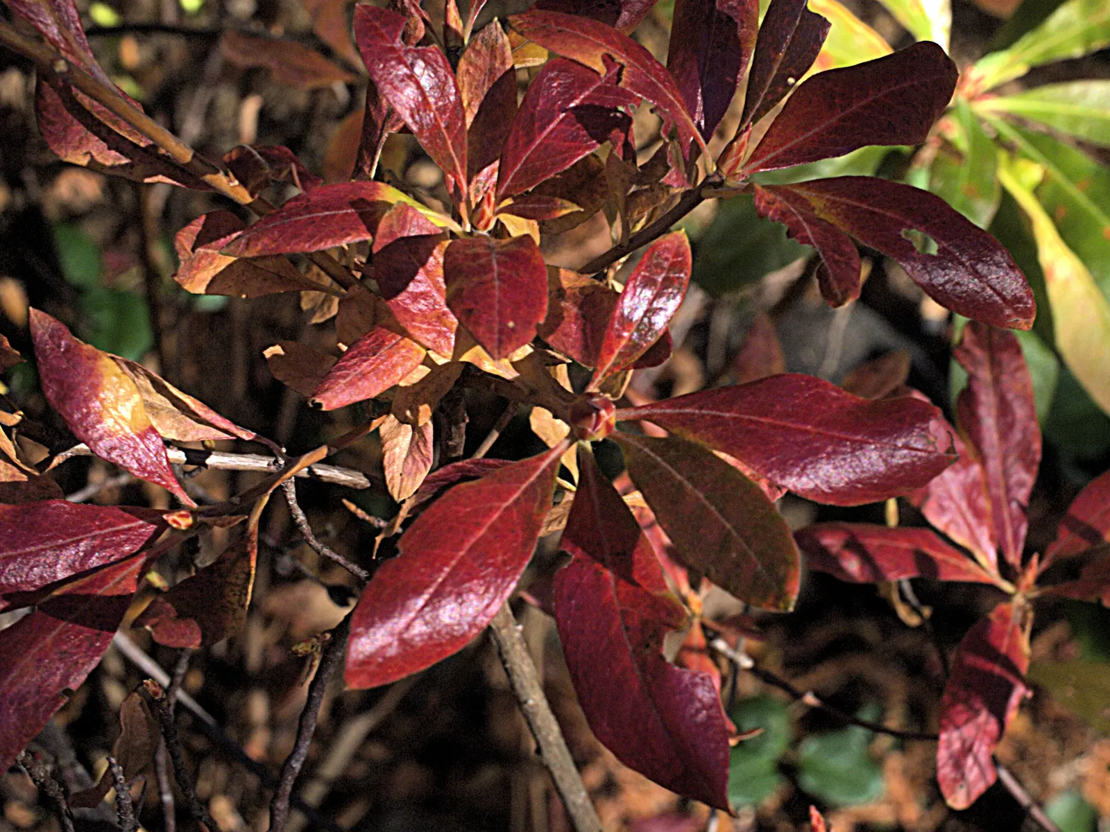 Western Azalea (Rhododendron Occidentale) — It thrives in partial to full sunlight
