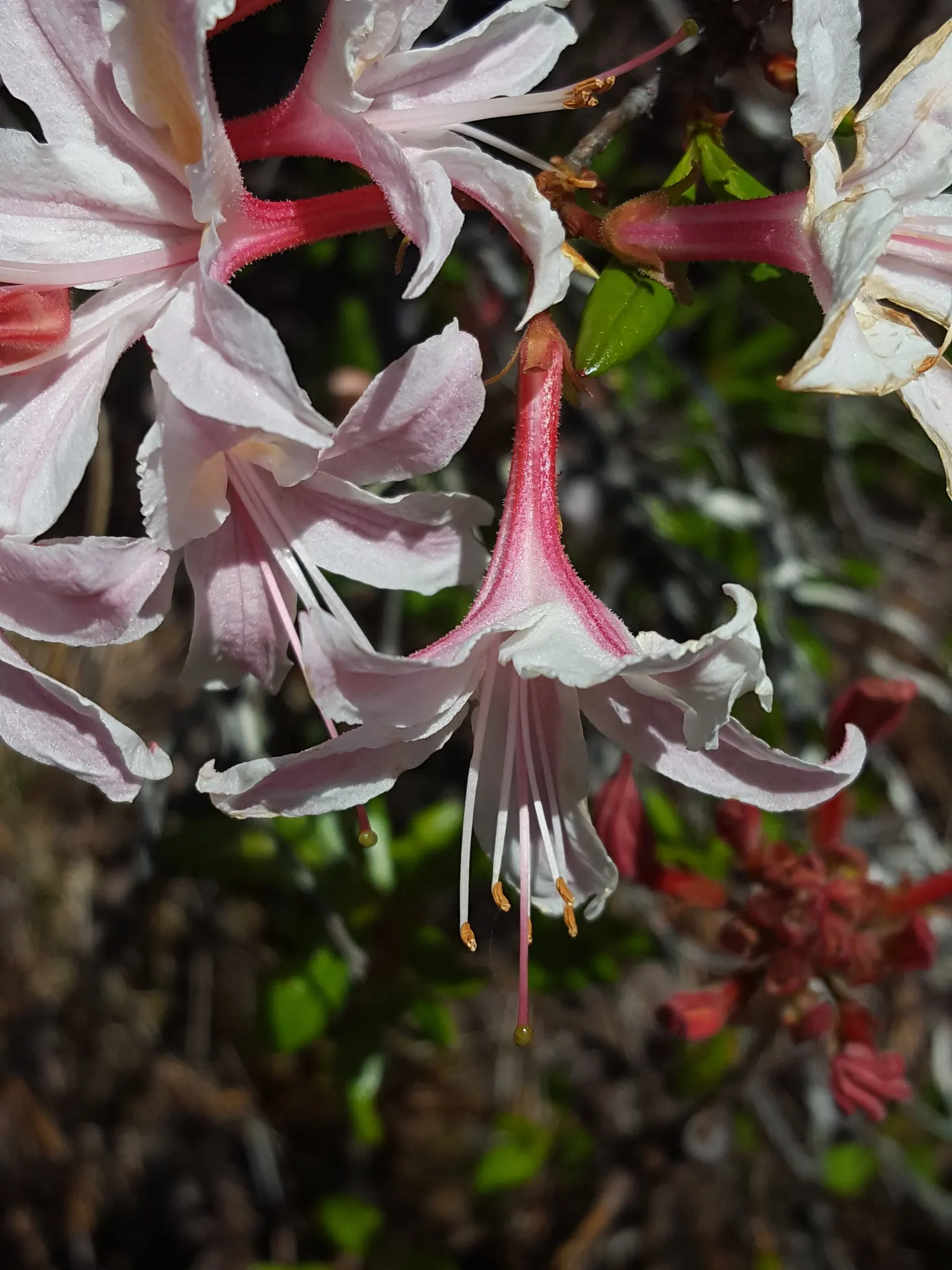 Western Azalea (Rhododendron Occidentale) — Western Azalea (Rhododendron occidentale) thrives in USDA zones 7-9; showy white to pink flowers with yellow