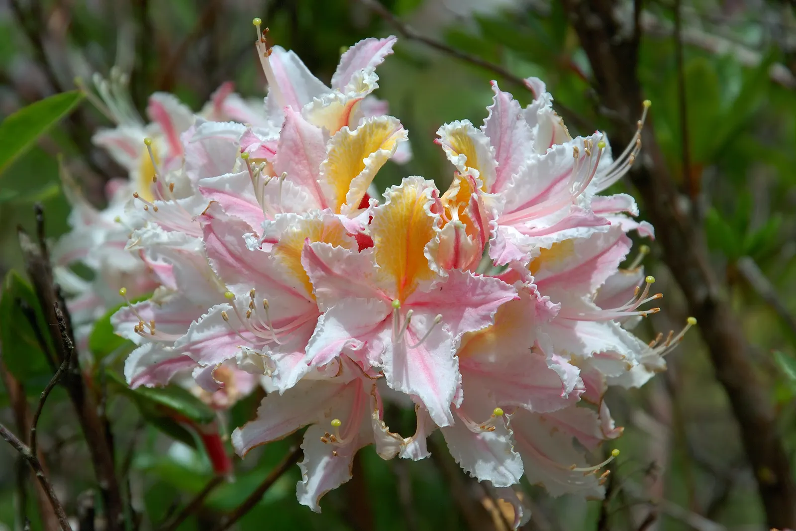 Western Azalea (Rhododendron Occidentale) — This deciduous shrub matures to 5-9 feet tall and 4-6 feet wide
