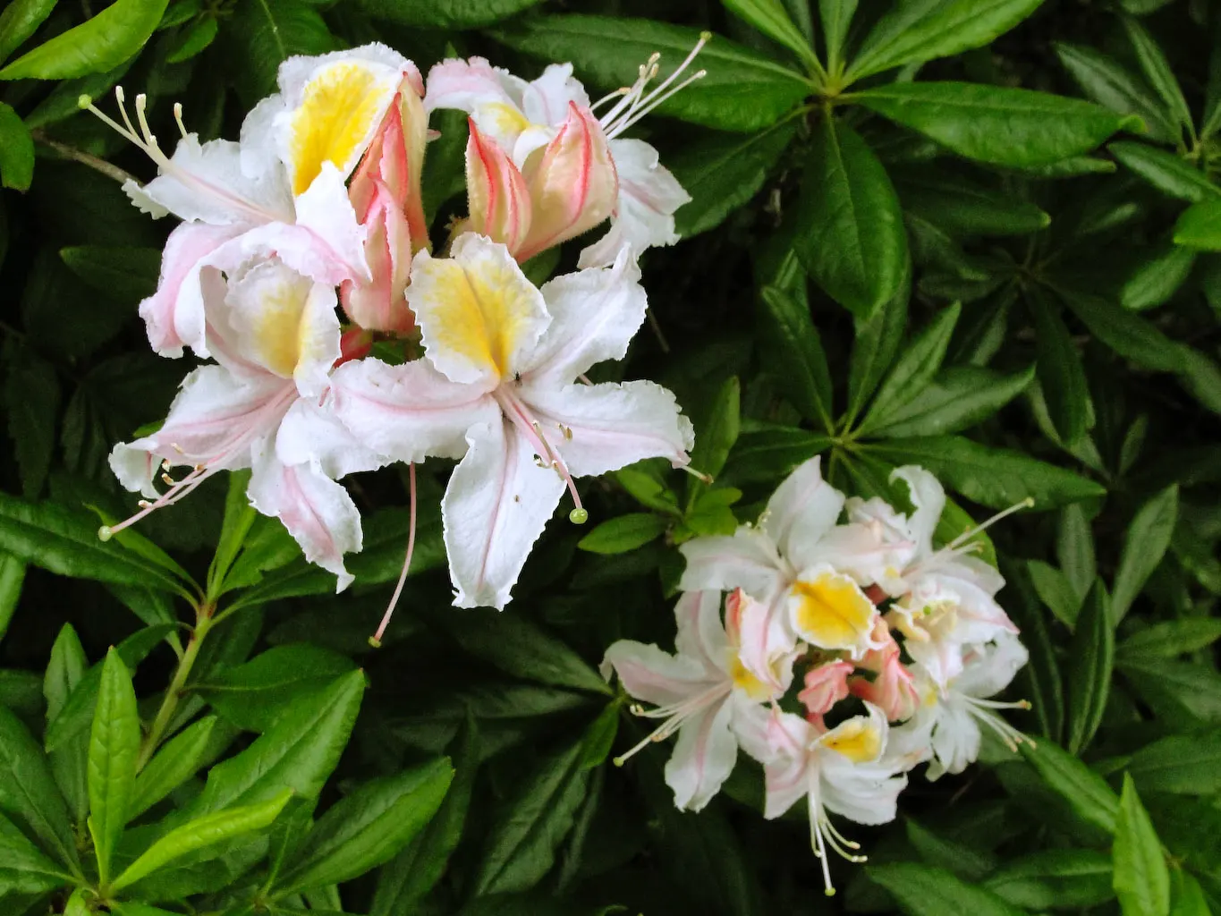 Western Azalea (Rhododendron Occidentale) — These vibrant blooms are a vivid draw for pollinators