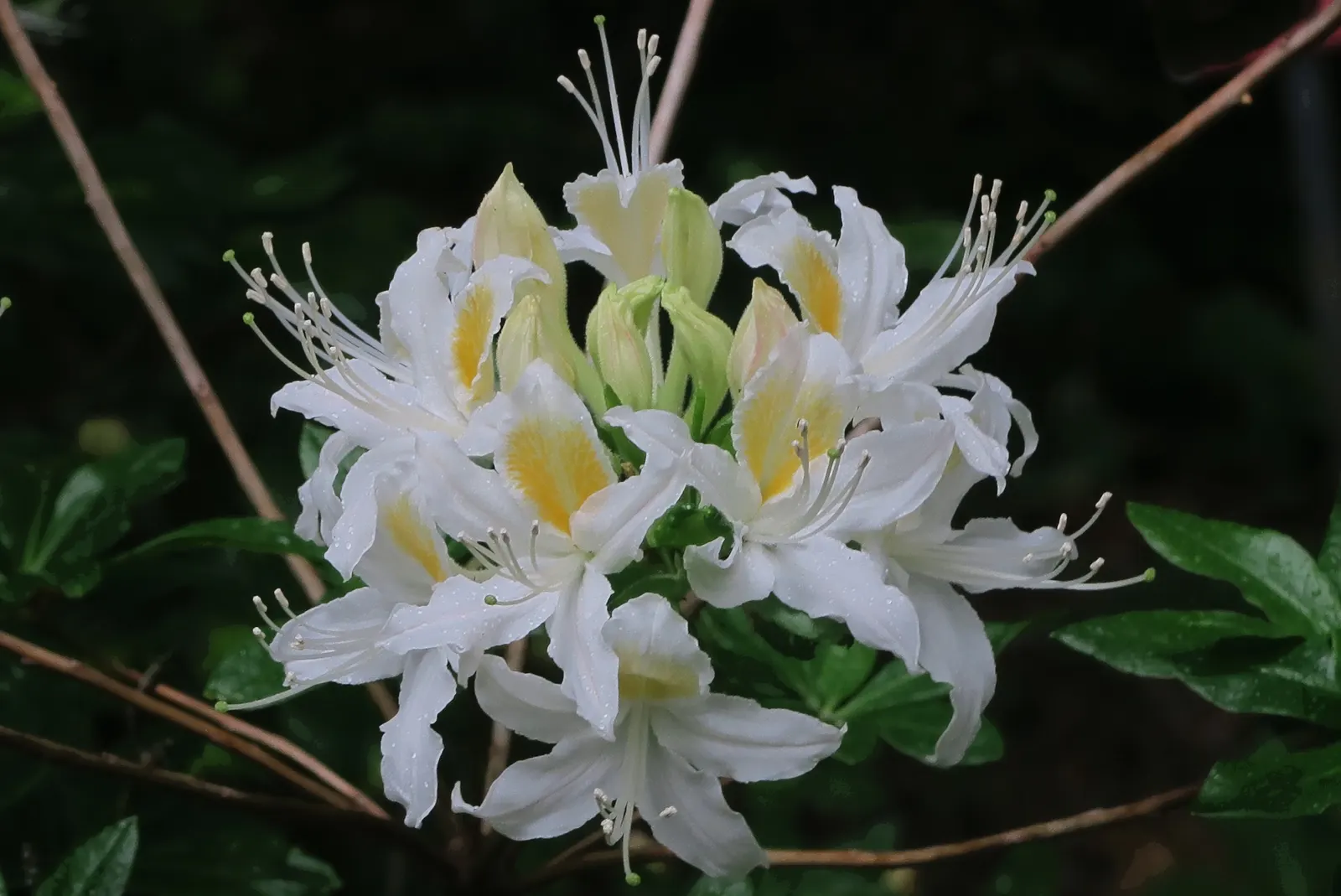 Western Azalea (Rhododendron Occidentale) — is a captivating deciduous shrub that adds a stunning visual and olfactory dimension to any landscape