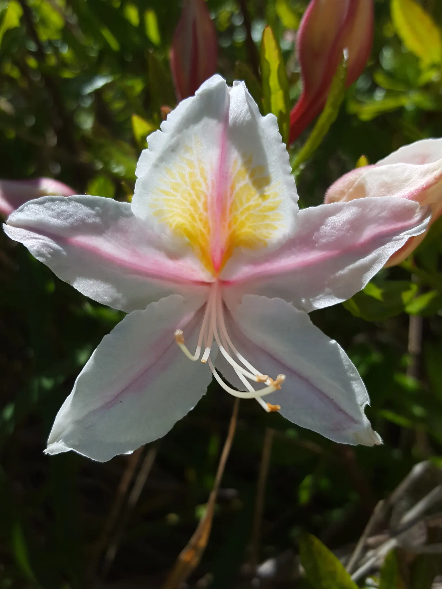 Western Azalea (Rhododendron Occidentale) — some shade during the peak afternoon hours helps protect the foliage and blossoms